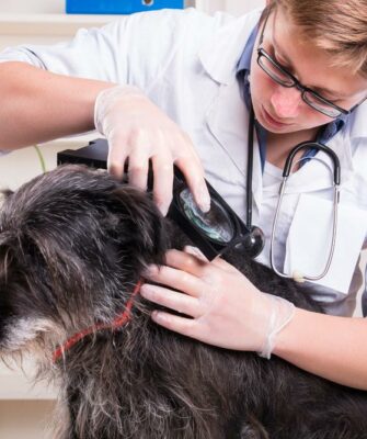 3 Home Remedies to Prevent Fleas